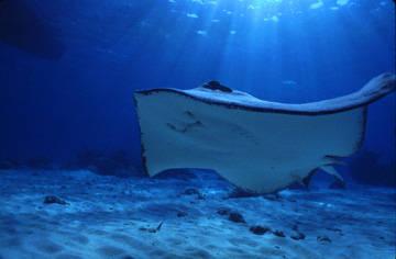 Collaborating with premium industry partners, Dotdash Consulting provides undersea telecommunications services to owners, potential investors, operators, manufacturers and government authorities